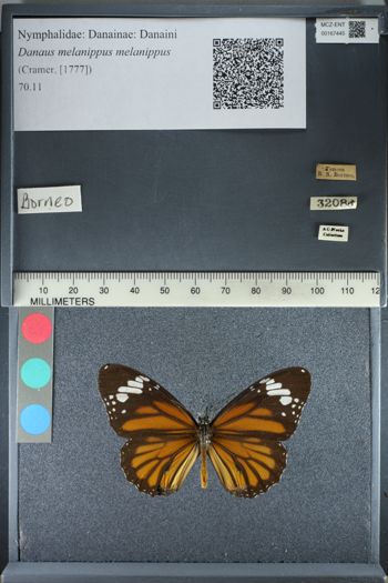 Media type: image;   Entomology 167445